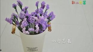 勿忘我视频在线观看国产,国产生态纪录片，探寻自然之美与生命奥秘