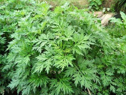 国产精品艾草在线观看www,国产精品艾草在线观看，体验传统中医魅力