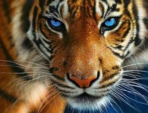 国产在线四虎一本三区