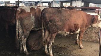 黄牛推拿视频在线观看国产,黄牛推拿视频，在线解锁传统养生智慧