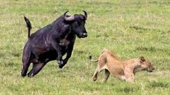 水牛影视国产在线播放,国产在线播放的璀璨明珠